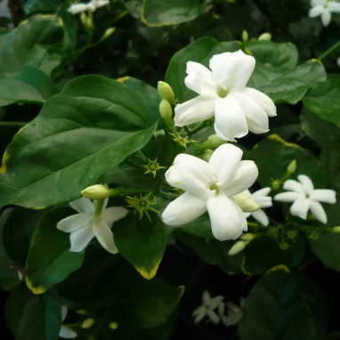 Jasmin Sambac - Jasminum | Achat direct au producteur