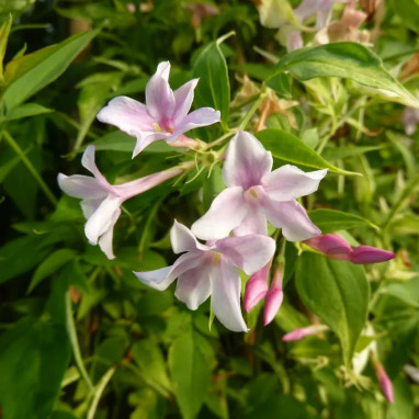 Jasmin stephanense - Jasminum | Achat direct au producteur