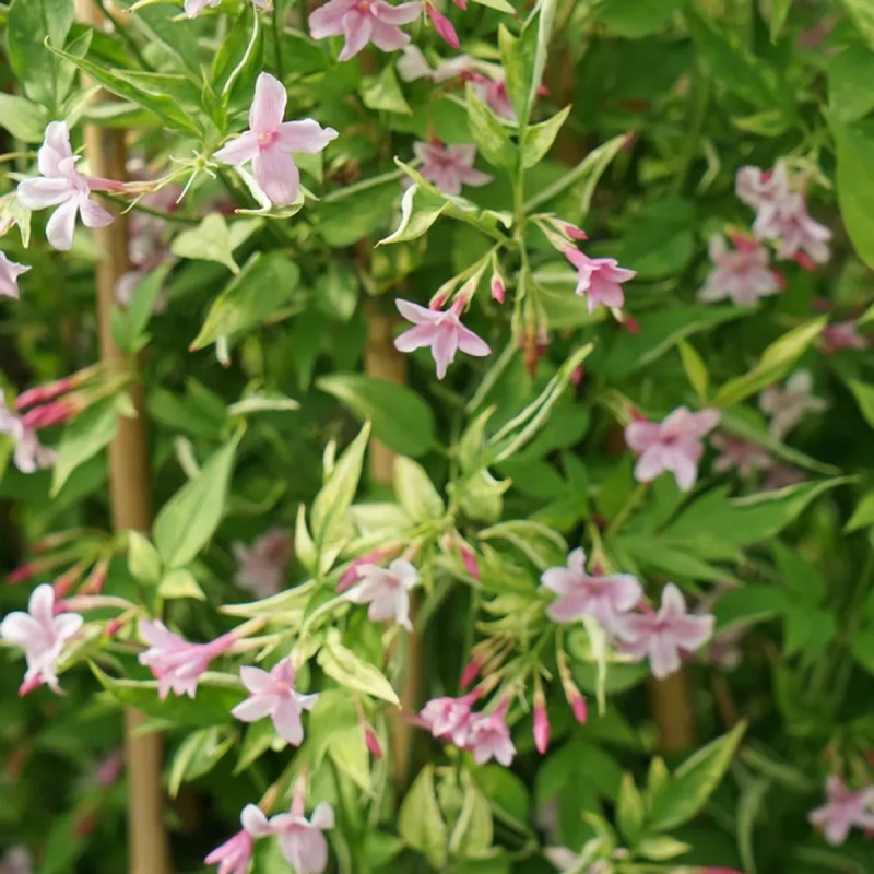 Jasmin stephanense - Jasminum | Achat direct au producteur