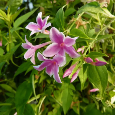 Jasmin Stephanense 'Starry Summer Scent' | Achat producteur