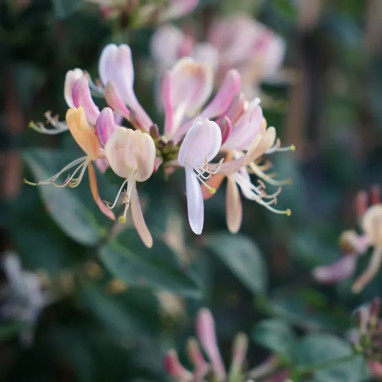 Chèvrefeuille 'American Beauty' - Lonicera | Achat direct au producteur