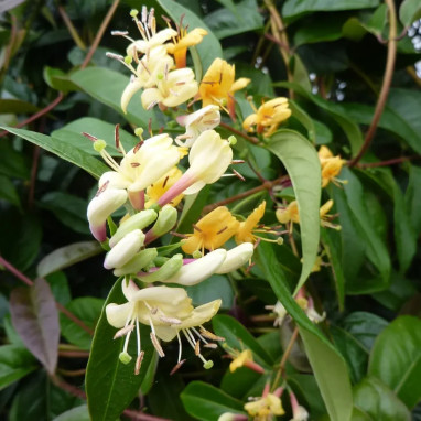 Chèvrefeuille Henryi 'Copper Beauty' - Lonicera | Achat producteur