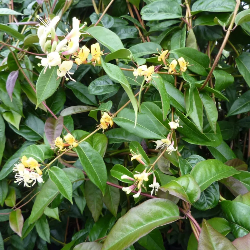 Chèvrefeuille Henryi 'Copper Beauty' - Lonicera | Achat producteur