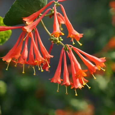 Chèvrefeuille 'Dropmore Scarlet' - Lonicera | Achat direct au producteur