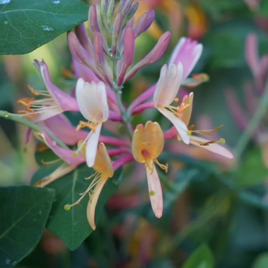 Chèvrefeuille 'Goldflame' - Lonicera | Achat direct au producteur