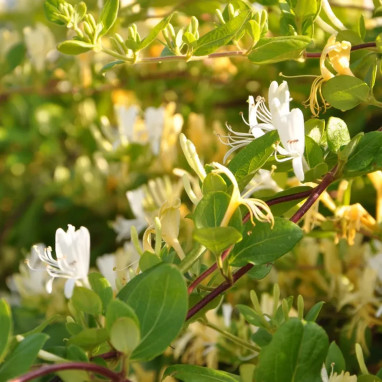 Chèvrefeuille du Japon 'Hall's Prolific' - Lonicera | Achat producteur