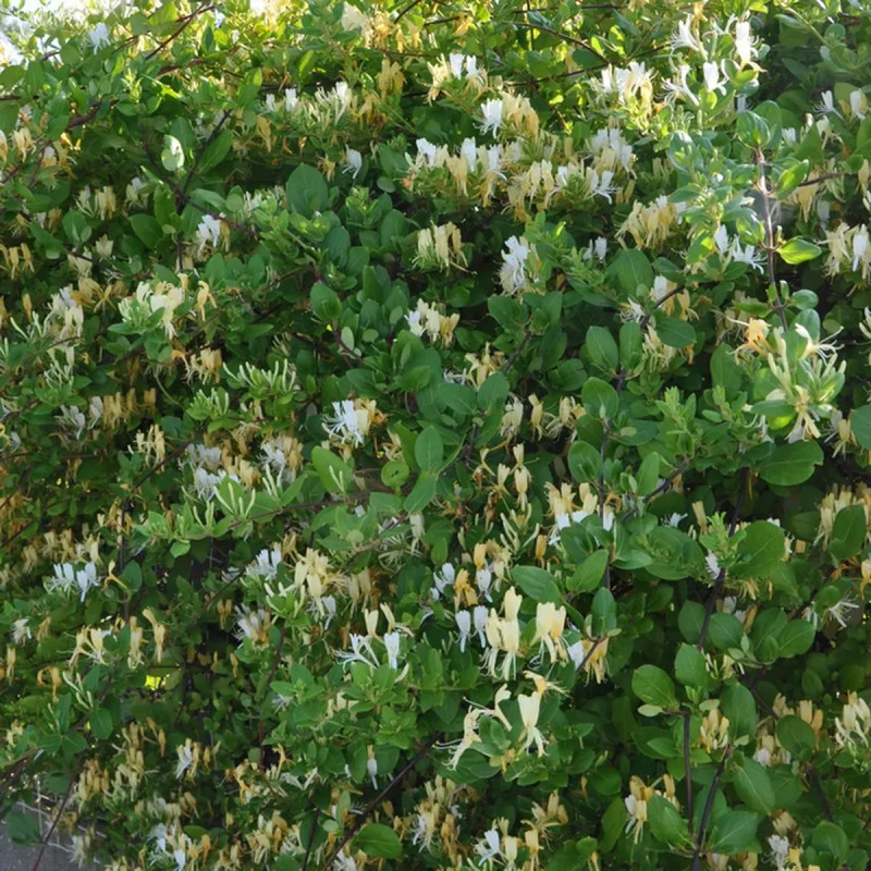 Chèvrefeuille du Japon 'Hall's Prolific' - Lonicera | Achat producteur