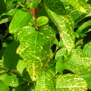 Chèvrefeuille du Japon 'Aureoreticulata' - Lonicera | Achat producteur
