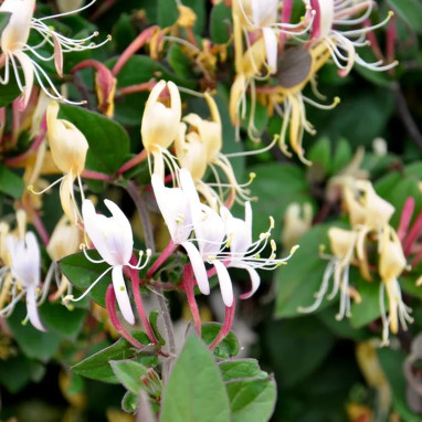 Chèvrefeuille japonais Chinensis - Lonicera | Achat direct au producteur