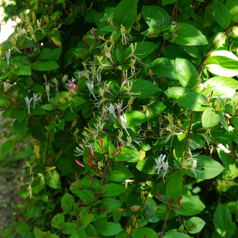 Chèvrefeuille japonais Chinensis - Lonicera | Achat direct au producteur