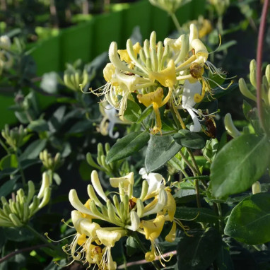 Chèvrefeuille Delavayi - Lonicera | Achat direct au producteur