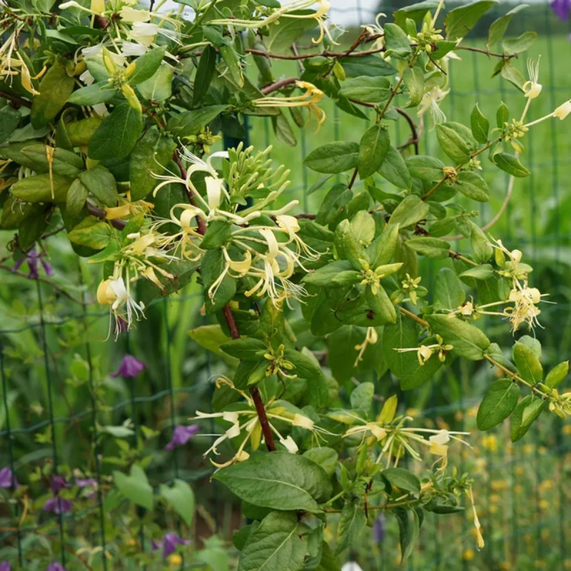 Chèvrefeuille Delavayi - Lonicera | Achat direct au producteur