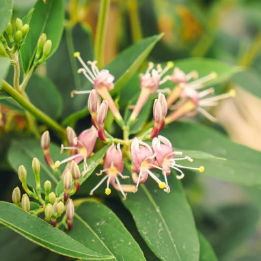 Chèvrefeuille de Henry - Lonicera henryi | Achat direct au producteur
