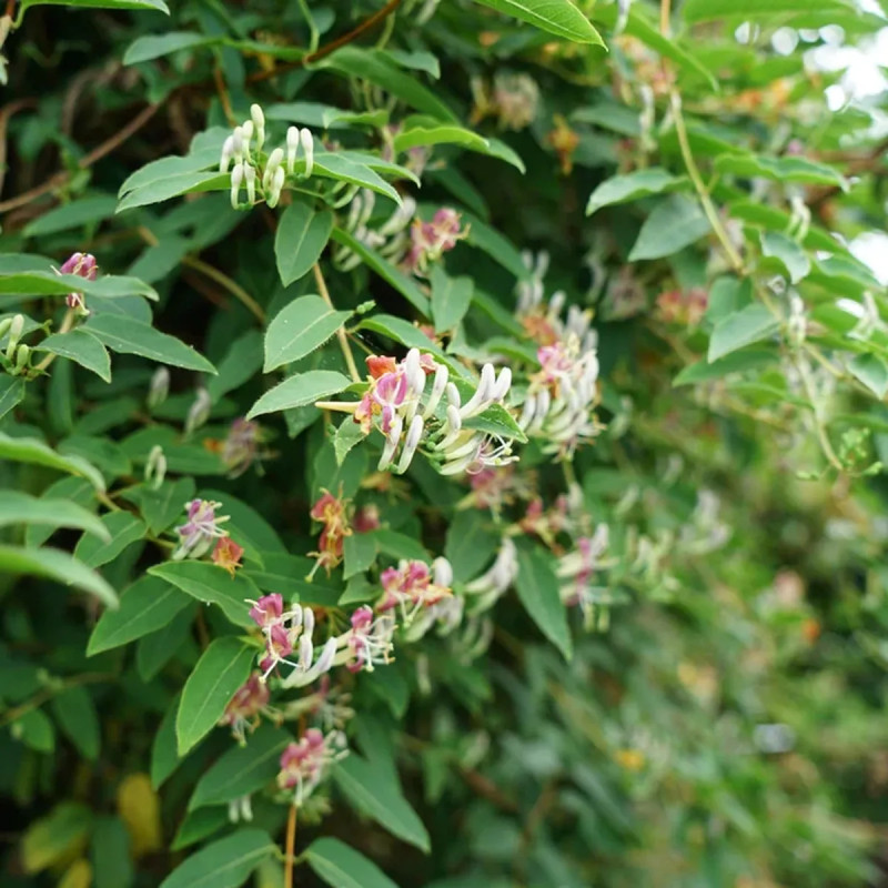 Chèvrefeuille de Henry - Lonicera henryi | Achat direct au producteur