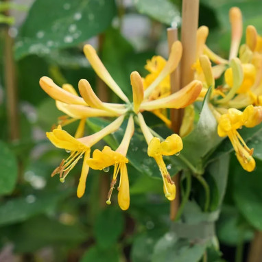 Chèvrefeuille 'Tellmaniana' - Lonicera | Achat direct au producteur