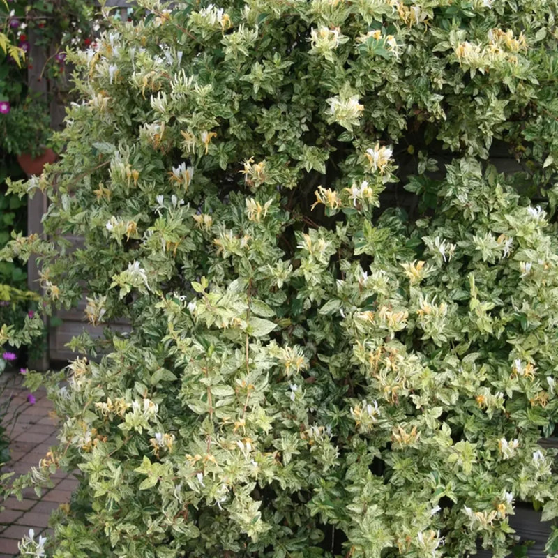 Chèvrefeuille japonais Mint Crisp® - Lonicera | Achat producteur