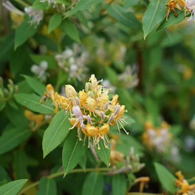Chèvrefeuille 'Caprilia'® Ever - Lonicera | Achat producteur