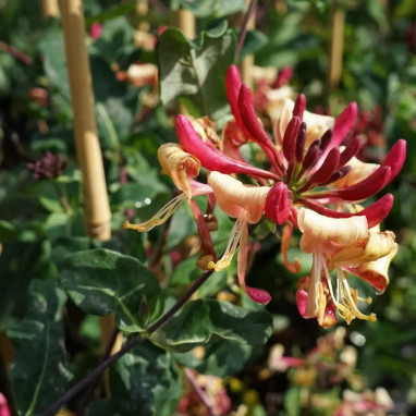 Chèvrefeuille 'Caprilia'® Imperial - Lonicera | Achat producteur