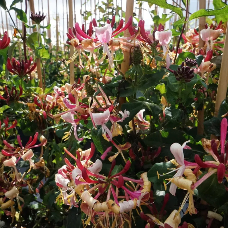 Chèvrefeuille 'Caprilia'® Imperial - Lonicera | Achat producteur