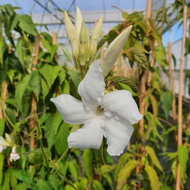 Jasmin de Bolivie - Mandevilla laxa | Achat direct au producteur