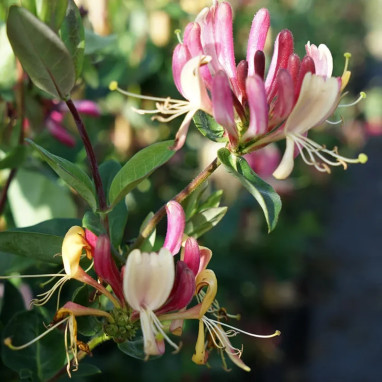 Chèvrefeuille des bois 'Serotina' - Lonicera | Achat producteur