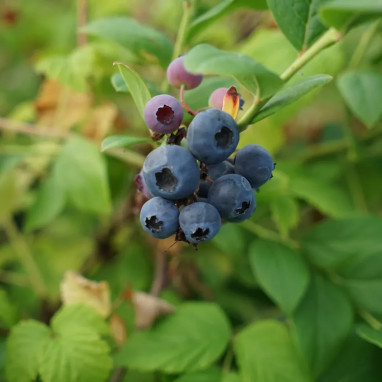 Myrtille 'Aino' - Vaccinium | Achat direct au producteur