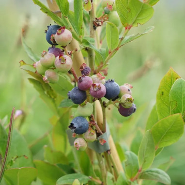 Myrtille 'Alvar' - Vaccinium | Achat direct au producteur