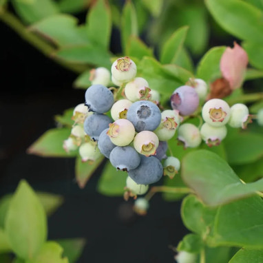 Myrtille 'Arto' - Vaccinium | Achat direct au producteur