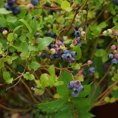 Myrtille 'Gold traube' - Vaccinium | Achat direct au producteur