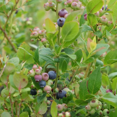 Myrtille 'Jorma' - Vaccinium | Achat direct au producteur