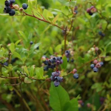 Myrtille 'Blue crop' - Vaccinium | Achat direct au producteur