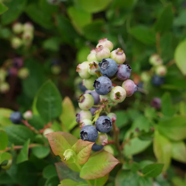 Myrtille 'Hardy Blue' - Vaccinium | Achat direct au producteur