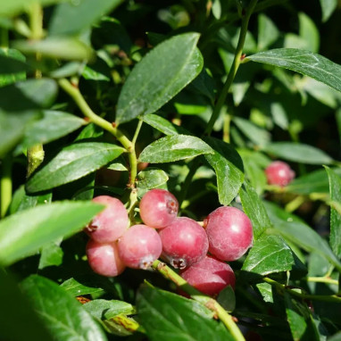 Myrtille 'Pink Lemonade®' - Vaccinium | Achat direct au producteur