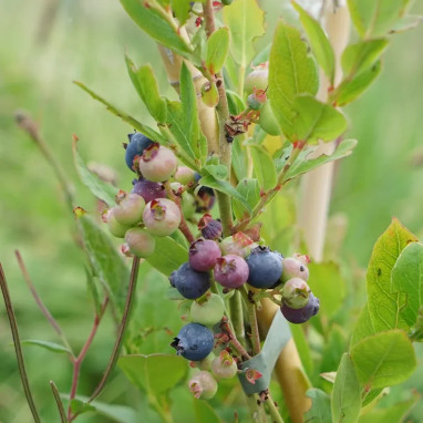 Myrtille 'Ivanoe' - Vaccinium | Achat direct au producteur