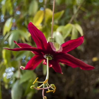 Passiflore 'Antioquiensis' - Passiflora | Achat direct au producteur
