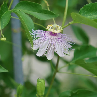 Passiflore 'Incarnata' - Passiflora | Achat direct au producteur