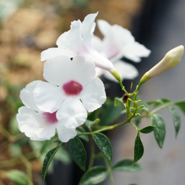 Pandorea jasminoides blanc - Pandorea | Achat direct au producteur