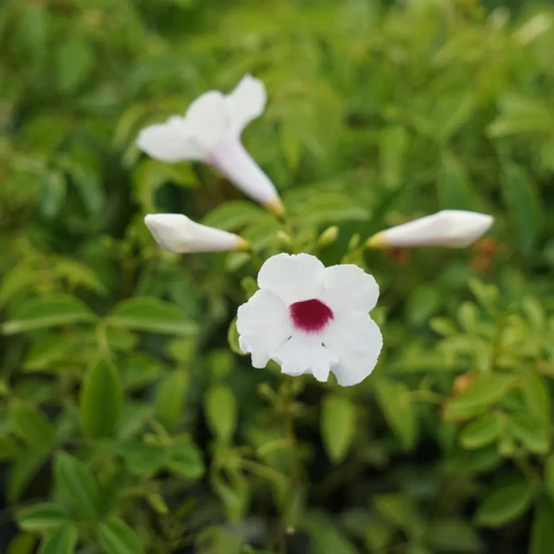 Pandorea jasminoides blanc - Pandorea | Achat direct au producteur