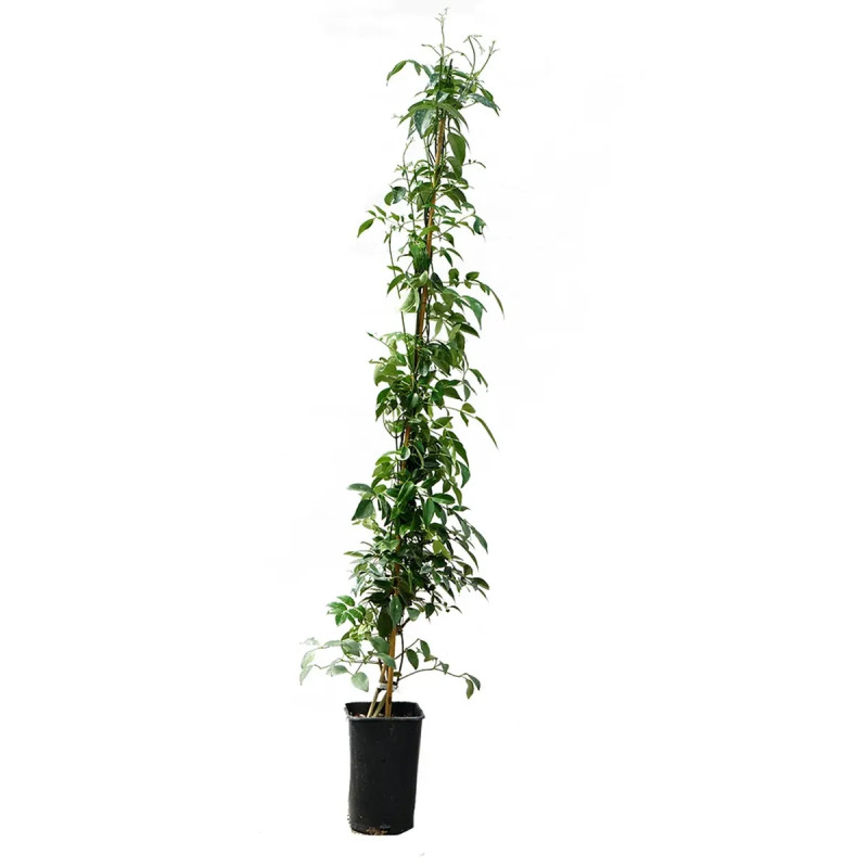 Pandorea jasminoides blanc - Pandorea | Achat direct au producteur