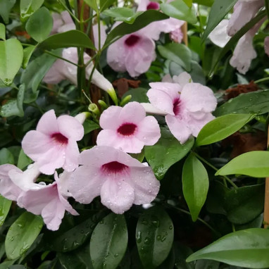 Pandorea jasminoides rose - Bignone Faux Jasmin | Achat producteur