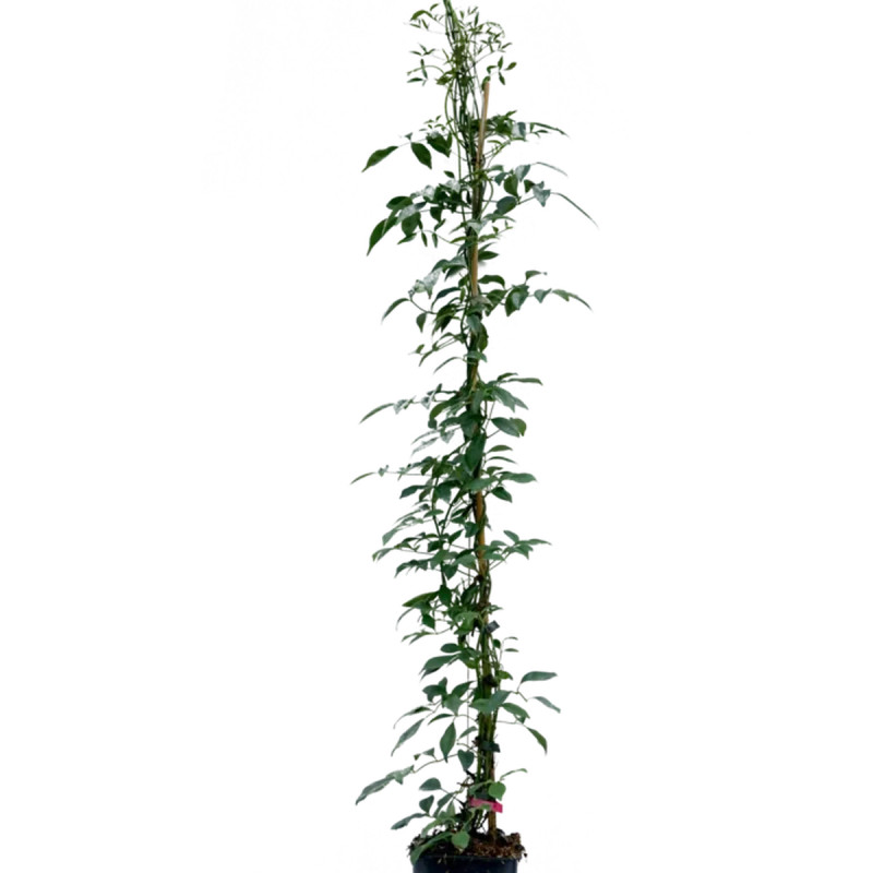 Pandorea jasminoides rose - Bignone Faux Jasmin | Achat producteur