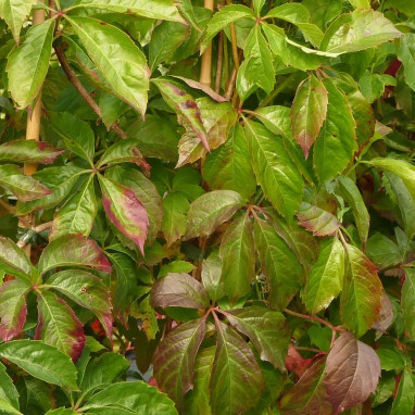 Vigne vierge 'Engelmannii' - Parthenocissus | Achat producteur