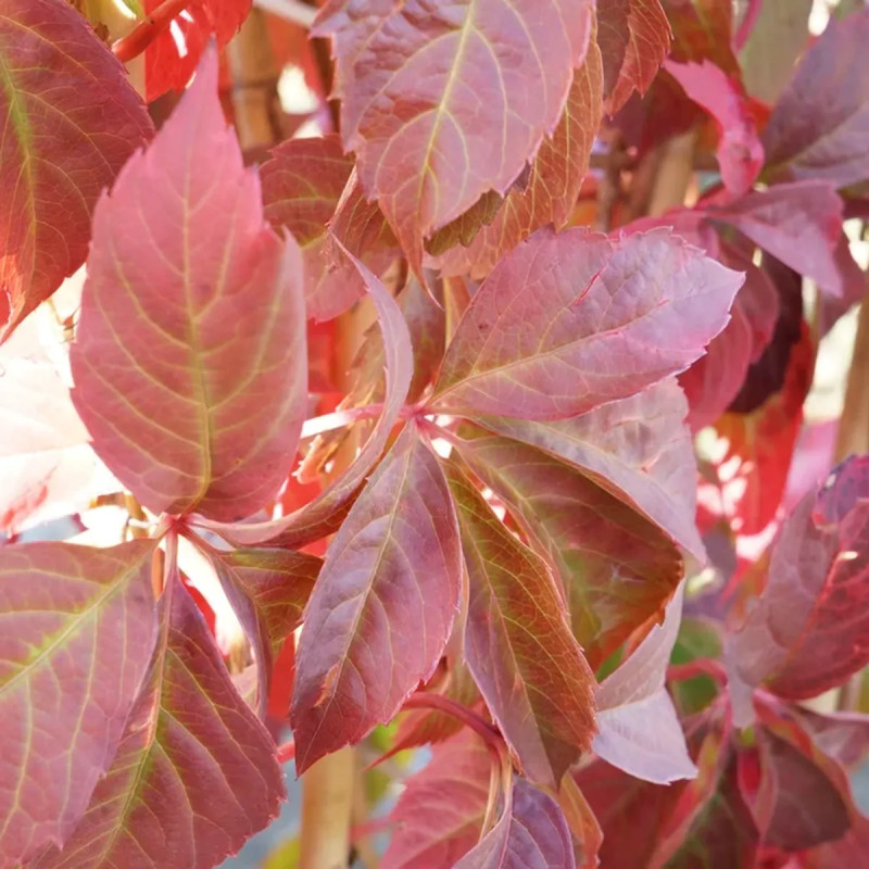 Vigne vierge 'Engelmannii' - Parthenocissus | Achat producteur