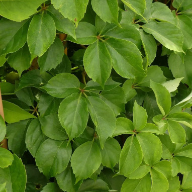 Vigne vierge quinquefolia var murorum - Parthenocissus | Achat producteur