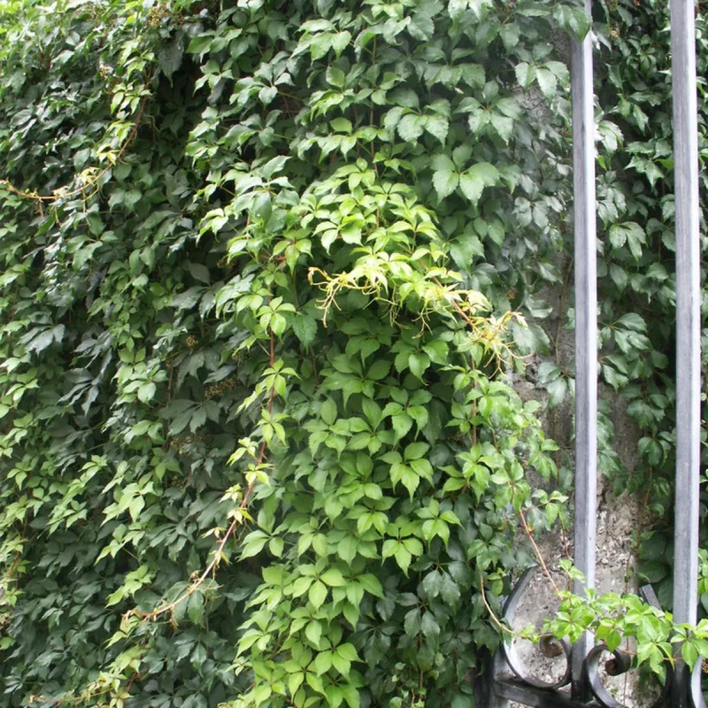 Vigne vierge quinquefolia var murorum - Parthenocissus | Achat producteur