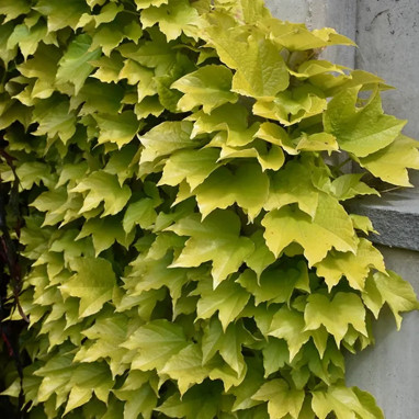 Vigne vierge 'Fenway Park' - Parthenocissus | Achat producteur