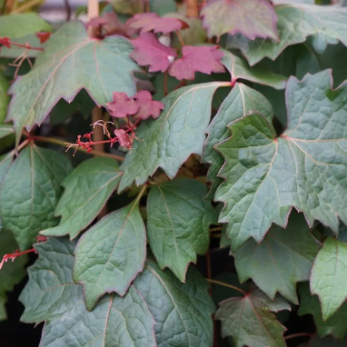 Vigne vierge tricuspidata 'Purpurea' - Parthenocissus | Achat producteur