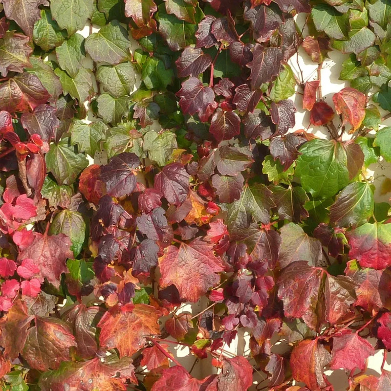 Vigne vierge tricuspidata 'Purpurea' - Parthenocissus | Achat producteur