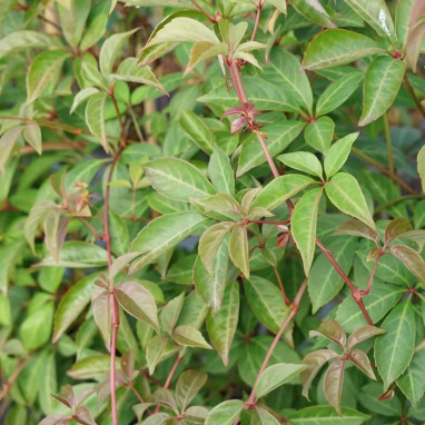Vigne vierge henryana - Parthenocissus | Achat direct au producteur