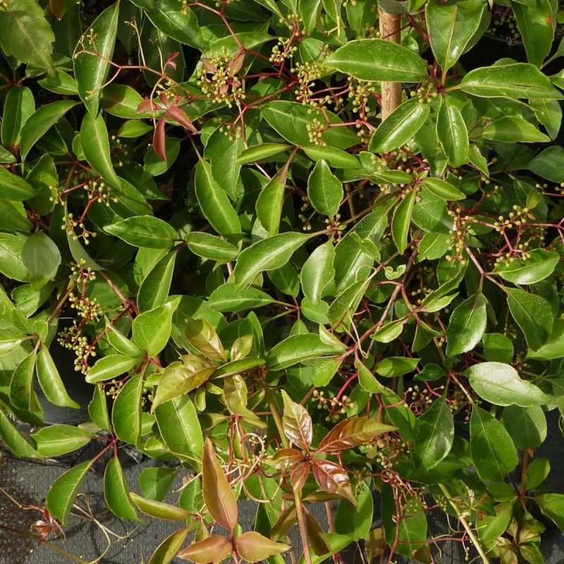Vigne vierge henryana - Parthenocissus | Achat direct au producteur